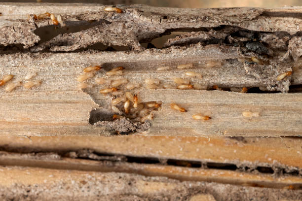 Best Cockroach Control Services  in Delhi Hills, OH